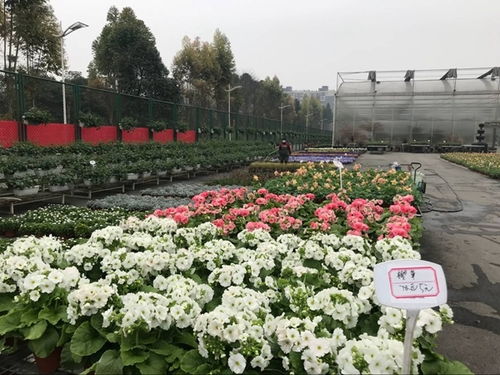 溫江花卉產業復蘇與中草藥科技咨詢的雙重奏 春回大地，科技賦能